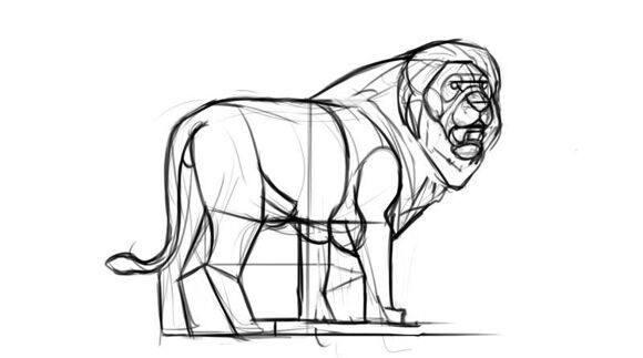 рисуем пропорции льва 17
